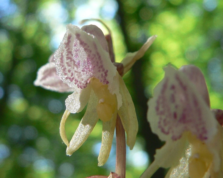 Epipogium aphyllum